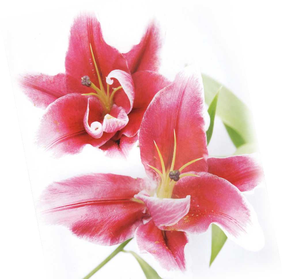 表参道・外苑前の美容院｜Harris（ハリス）募集要項・お問い合わせ